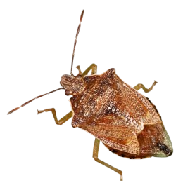 Podisus maculiventris