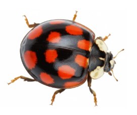 Harmonia axyridis