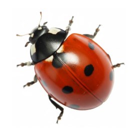 Coccinella septempunctata