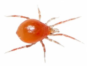Phytoseiulus persimilis